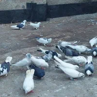 کبوتر پرشی|پرنده|ساری, |دیوار