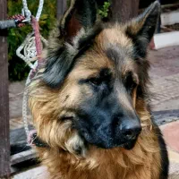 ژرمن وارداتی با مدارک مستند