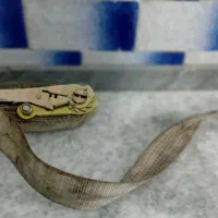 جک ماشین وتسمه بستن بار|قطعات یدکی و لوازم جانبی|رباط‌کریم, الارد|دیوار