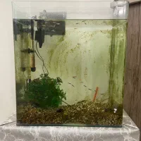 آکواریوم ماهی