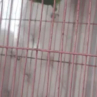 طوطی برزیلی عروس هلندی جوجه و مولد تک و جفت موجوده|پرنده|علیآباد کتول, |دیوار