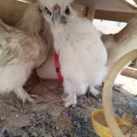 نیمچه ابریشمی