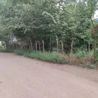 فروش زمین ۲۵۰ متری/ در روستای زیبای گمل لاهیجان