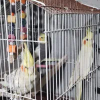 عروس هلندی|پرنده|نقده, |دیوار