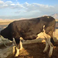 گاو سمینتال