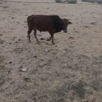 گوساله