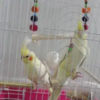 عروس هلندی|پرنده|بابلسر, |دیوار