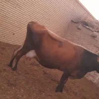 فروش ۲ راس گاو به قیمت  مناسب