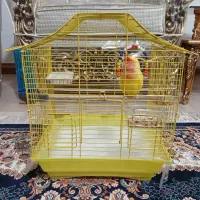 کوتوله برزیلی|پرنده|الوند, |دیوار