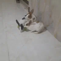 ۴عددخرگوش خانگی