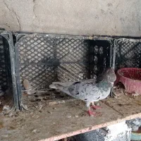 فروش کبوتررنگی