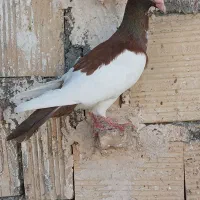 کبوتر یهودی|پرنده|گلمکان, |دیوار