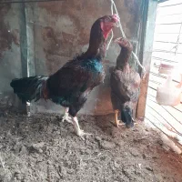 خروس لاری افغانی اصیل|حیوانات مزرعه|قائم‌شهر, |دیوار