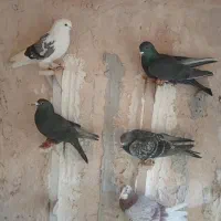 5 تا کفتر سوراخ|پرنده|کرمان, |دیوار