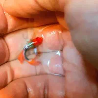 گوپی نژاد دامبو گرید A|ماهی|اصفهان, جلفا|دیوار