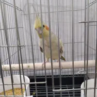 عروس هلندی ماده