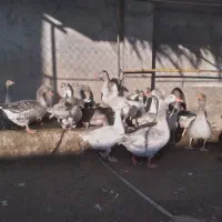 همه قازا بزرگ و بالغ هستن|حیوانات مزرعه|وحدتیه, |دیوار