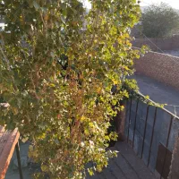 خانه باغ دوبلکس 120متربنا بادرخت واستخر کلا 380متر