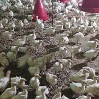 جوجه بوقلمون بیوتی