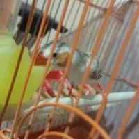 پرنده فنج.فینچ .فینج.فنچ