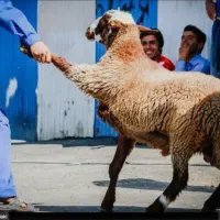 ذبح  گوسفند