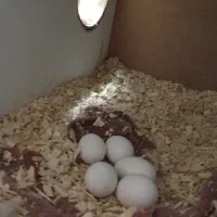 جفت عروس هلندی با تخم|پرنده|تربت‌حیدریه, یحیی آباد|دیوار