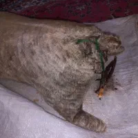خیگ