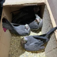 فروش ۵تا عروس هلندی جوجه ۲تومن|پرنده|لاهیجان, گلستان|دیوار