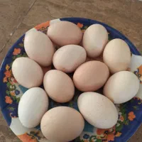 تخم مرغ محلی