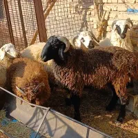 بره|حیوانات مزرعه|سیرجان, |دیوار