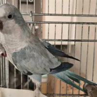 جفت طوطی راهب|پرنده|مشکین‌دشت, |دیوار