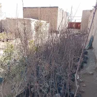 نهال دوساله گلدانی همه نوع گیلاس سیب گلابی