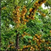 انجیرپسته بادام گردوانارسیب گلابی نوین ارش