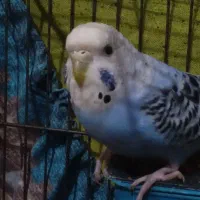 مرغ عشق دستی بالق  دونه ای ۱۵۰