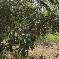 اجاره سر درخت بادام