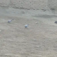 6کبوتر از یک نسل معاوضه با 5 کفتر.. 6تاکفتر زمانتی|پرنده|زابل, |دیوار