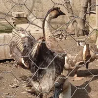 تخم قوغاز نطفه دار