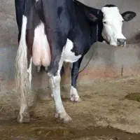 گاو سمینتال درجه یک گوشتی و شیری|حیوانات مزرعه|لردگان, |دیوار