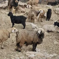 قوچ فروشی|حیوانات مزرعه|رودشت (چهارمحال و بختیاری), |دیوار