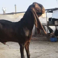 دوعددنربز مری اصیل گوش دراز|حیوانات مزرعه|زاهدان, |دیوار