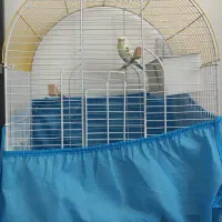 مرغ عشق ماده و قفس|پرنده|فولادشهر, C3|دیوار