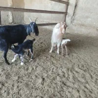 بز کهره دار