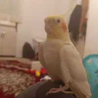 عروس هلندی ماده بالغ|پرنده|مهاباد (آذربایجان غربی), |دیوار