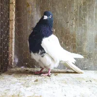 کله سیاه نر|پرنده|لنجان, |دیوار