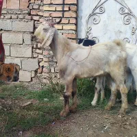 بزغاله نر|حیوانات مزرعه|گرگان, |دیوار