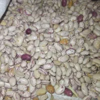 لوبیا چیتی  370 چینی و قاطی پاتی نیست|حراج|قم, شهرک قدس|دیوار