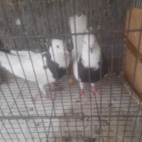 ۲ جفت کفتر|پرنده|دزفول, |دیوار