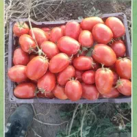 درخواست اکیب کارگر