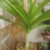 فروش گل مخصوص ادارات