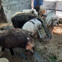 ۷عدد بره نر